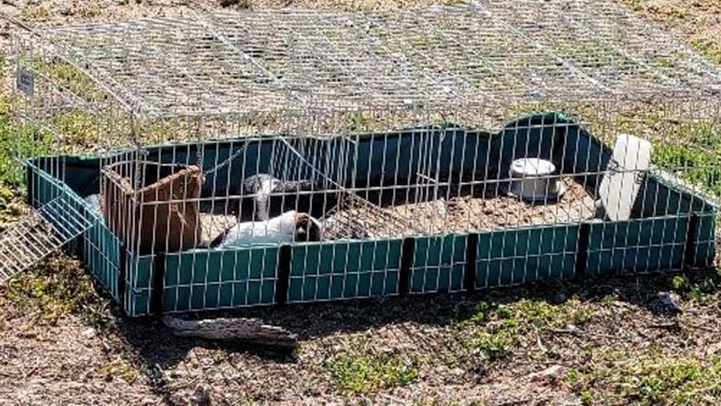 animal-cruelty-suspect-who-abandoned-guinea-pigs-outside-sought-in-dallas