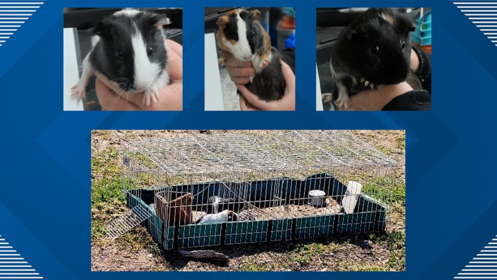dallas-investigators-looking-for-person-who-abandoned-5-guinea-pigs